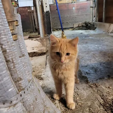 Gaestehaus Bergwald - Poetscherjahringerhof Appartamento Virgen