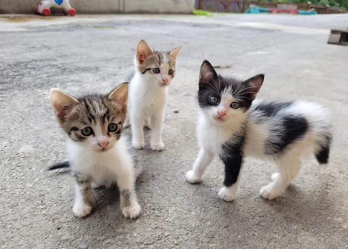 Gaestehaus Bergwald - Poetscherjahringerhof * Virgen