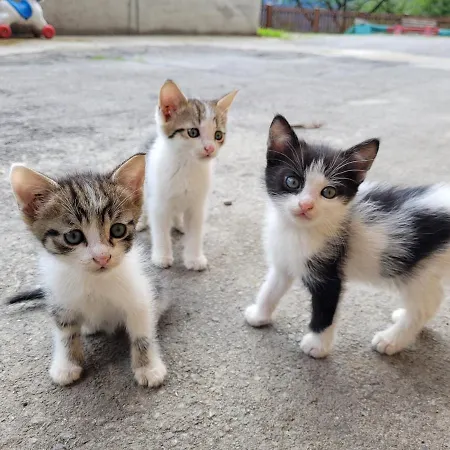 Gaestehaus Bergwald - Poetscherjahringerhof * Virgen