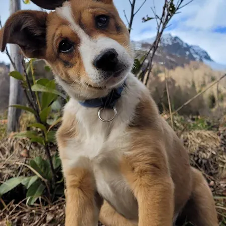 Gaestehaus Bergwald - Poetscherjahringerhof *