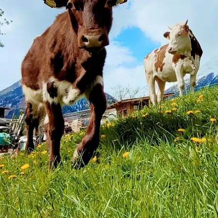 Gaestehaus Bergwald - Poetscherjahringerhof Daire
